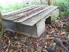 Hedgehog Box